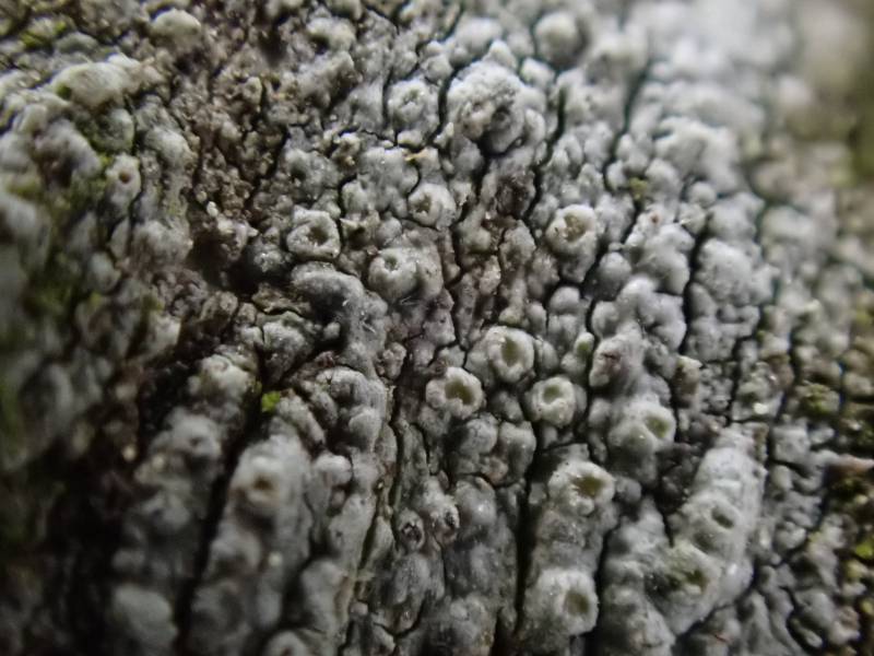Pustule Crust Lichen (Lepra pustulata)