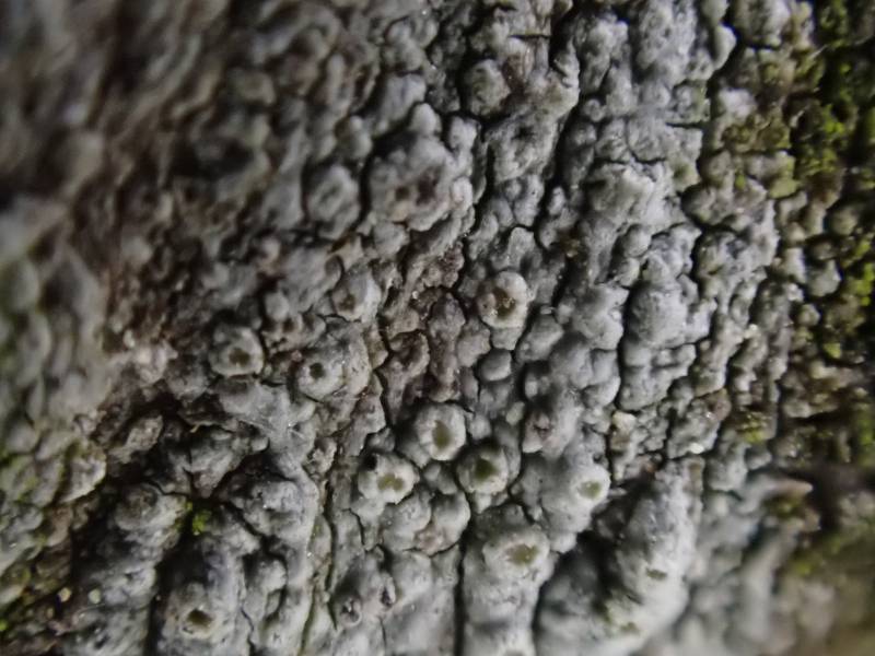 Pustule Crust Lichen (Lepra pustulata)