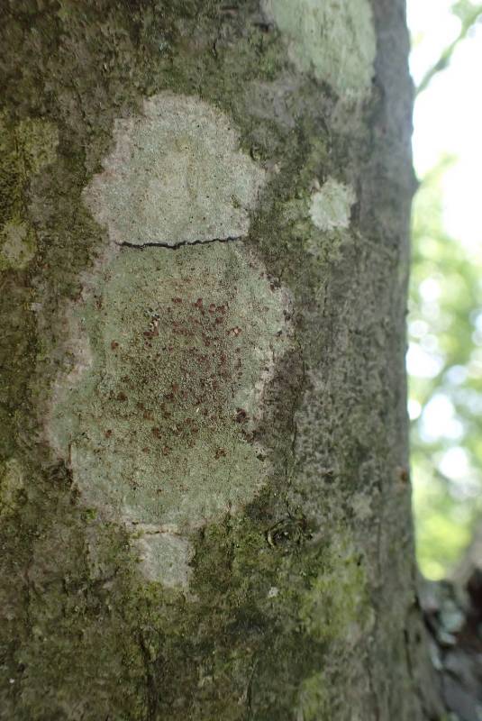 Rim Lichen (Lecanora Indet. #1)