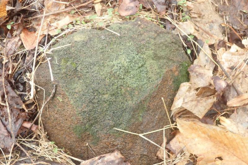 Shadow Dot Lichen (Micarea peliocarpa)