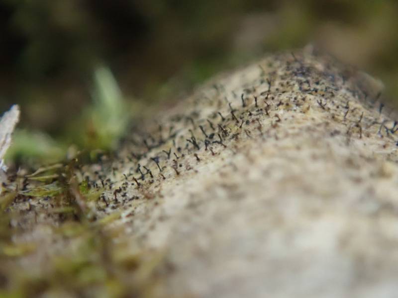 Slender Stubble Lichen (Mycocalicium subtile)