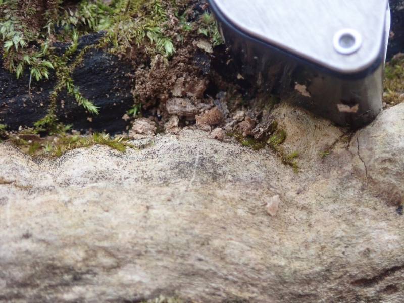 Slender Stubble Lichen (Mycocalicium subtile): barely visible and with a hand lens for scale