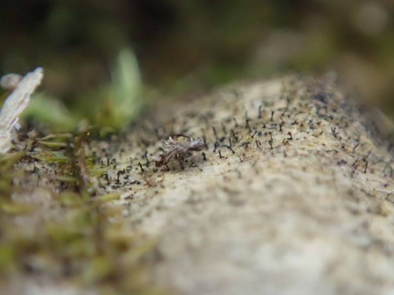 Slender Stubble Lichen (Mycocalicium subtile)