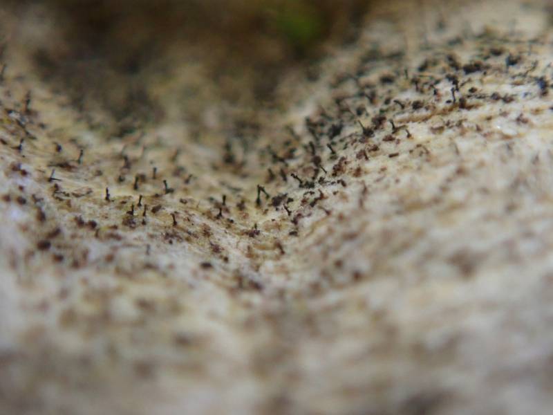 Slender Stubble Lichen (Mycocalicium subtile)