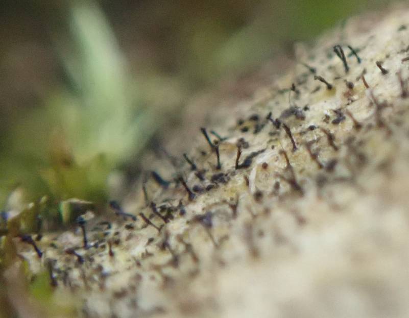 Slender Stubble Lichen (Mycocalicium subtile)