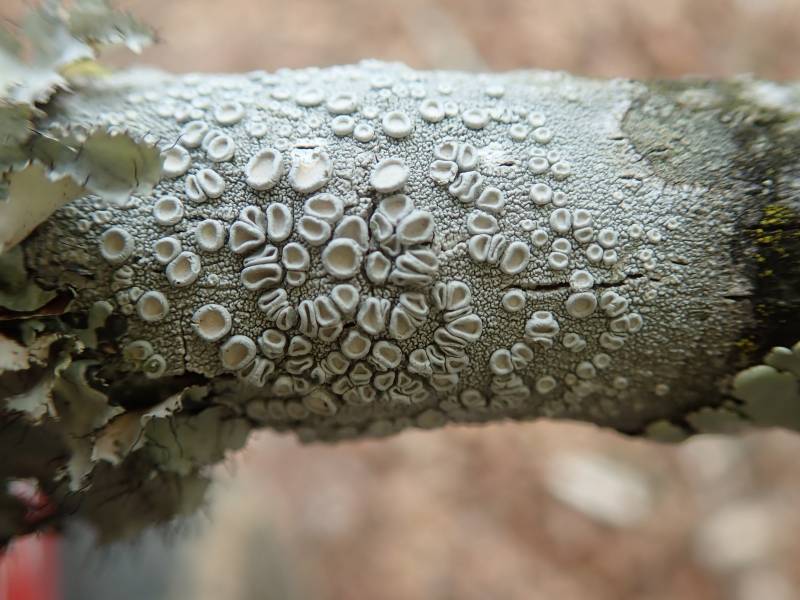Crabseye Lichens (Ochrolechia): Habit
