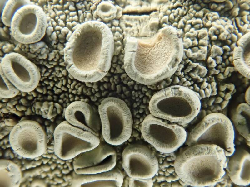 Crabseye Lichens (Ochrolechia): Close-up of apothecia