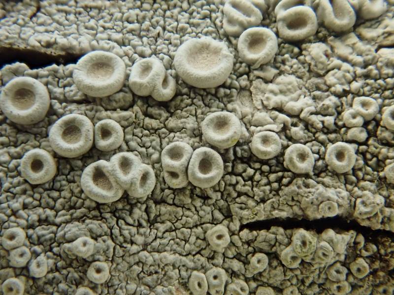 Crabseye Lichens (Ochrolechia): Close-up of apothecia