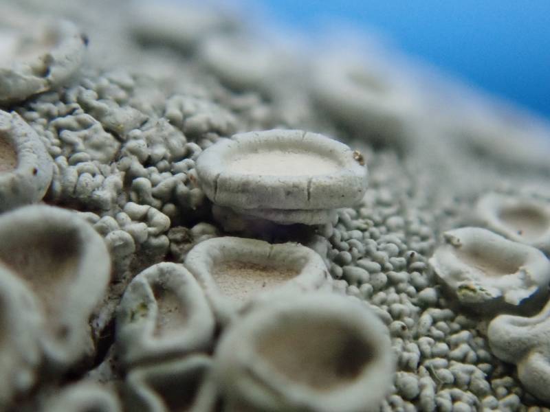 Crabseye Lichens (Ochrolechia): Close-up of apothecia
