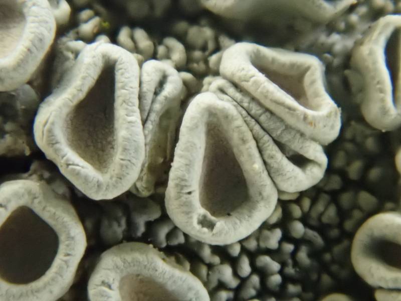 Crabseye Lichens (Ochrolechia): Close-up of apothecia