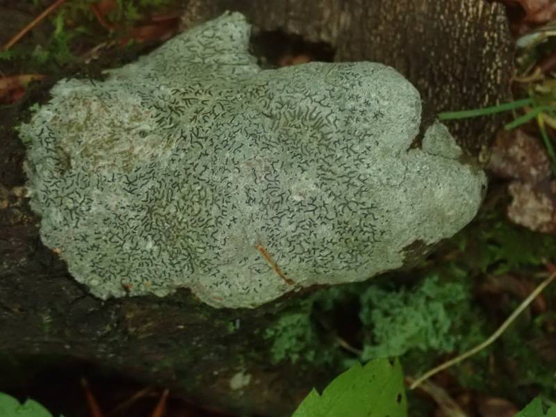Scribble Lichen (Opegrapha): habit