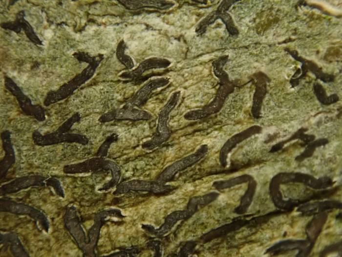 Scribble Lichen (Opegrapha): close up of lirellae