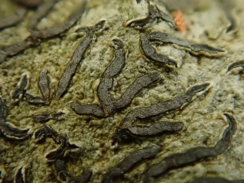 Scribble Lichen (Opegrapha): close up of lirellae