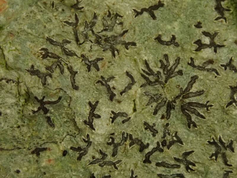 Scribble Lichen (Opegrapha): close up of lirellae