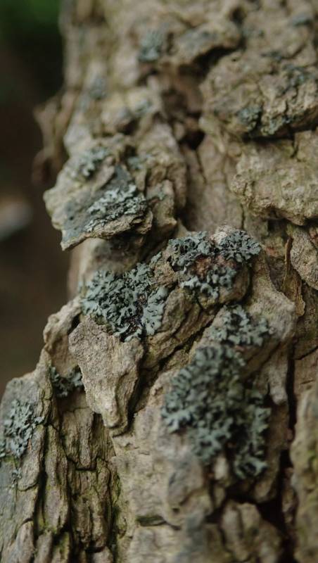 Squarrose Shield Lichen (Parmelia squarrosa)