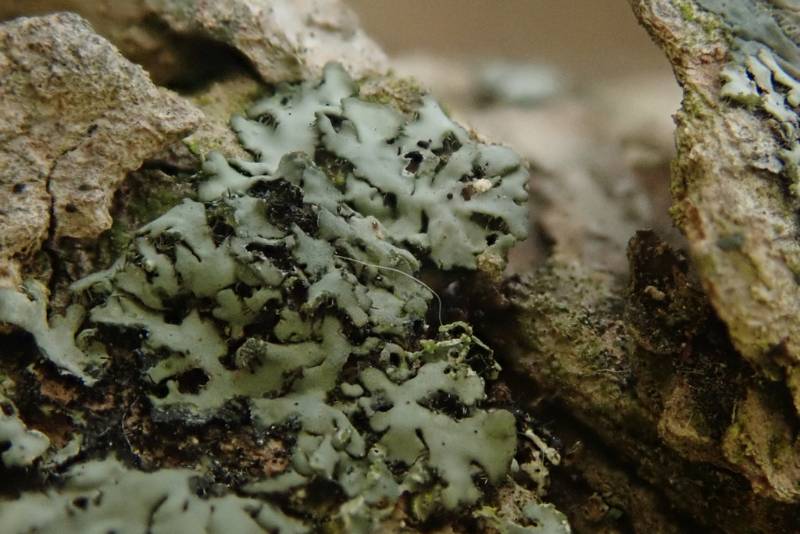 Squarrose Shield Lichen (Parmelia squarrosa)