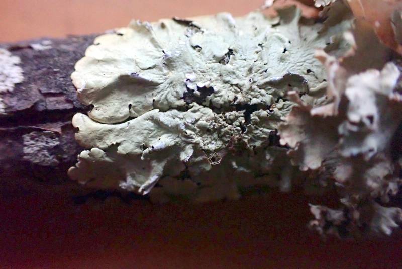 Shield Lichens and Allies (Parmeliaceae): habit