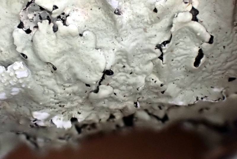 Shield Lichens and Allies (Parmeliaceae)