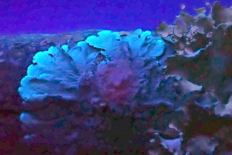Shield Lichens and Allies (Parmeliaceae): under UV light