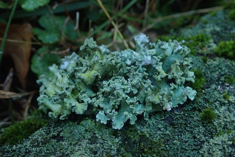 Ruffle Lichen (Parmotrema Indet. #1)
