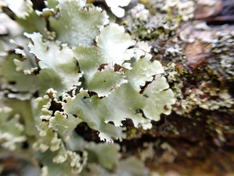 Reticulated Shield Lichen (Parmotrema reticulatum): Close-up of lobe