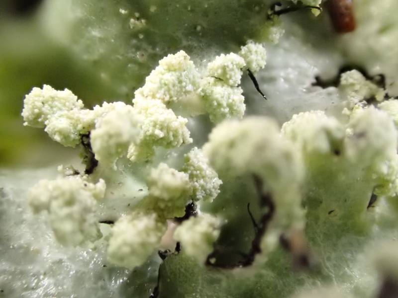 Reticulated Shield Lichen (Parmotrema reticulatum): Close-up of soralia
