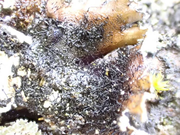 Reticulated Shield Lichen (Parmotrema reticulatum): Underside of lobe