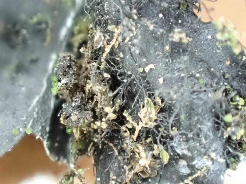 Reticulated Shield Lichen (Parmotrema reticulatum): Close-up of rhizines on the underside of a lobe