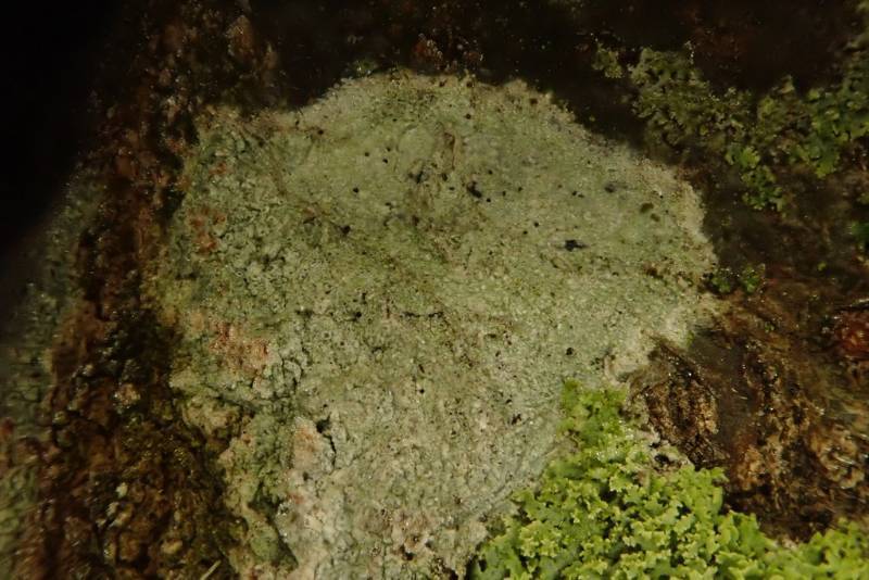 Pore Lichens (Pertusaria)