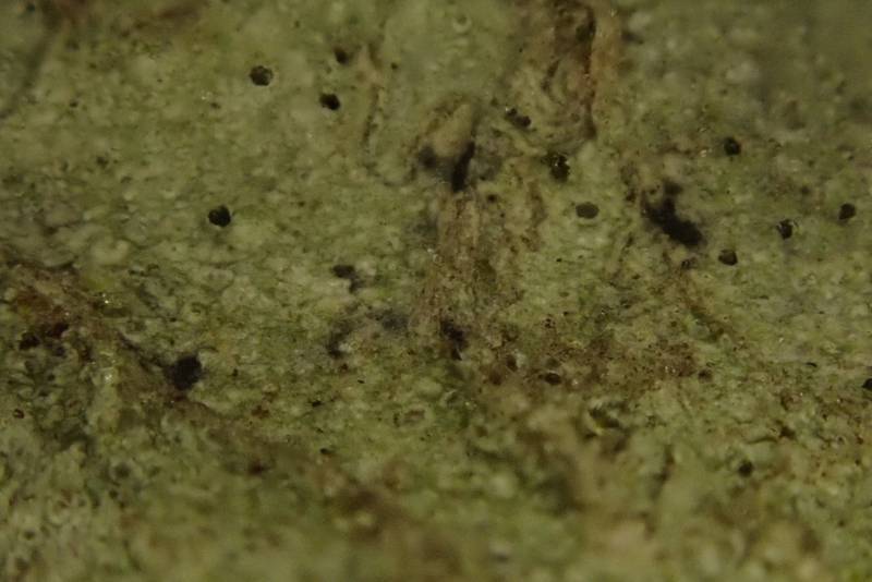 Pore Lichens (Pertusaria)