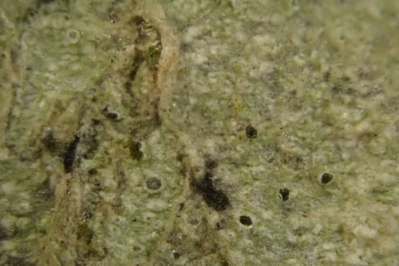 Pore Lichens (Pertusaria)