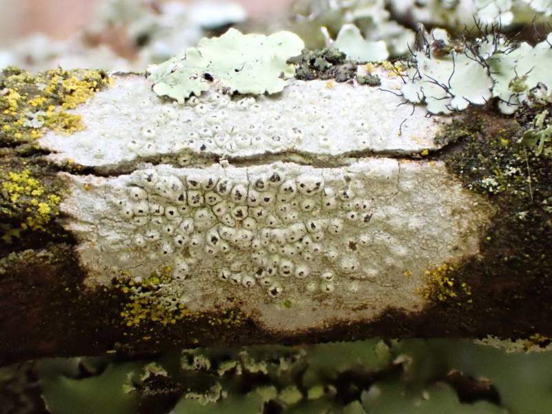 Little Knob Lichen (Pertusaria pustulata): Habit