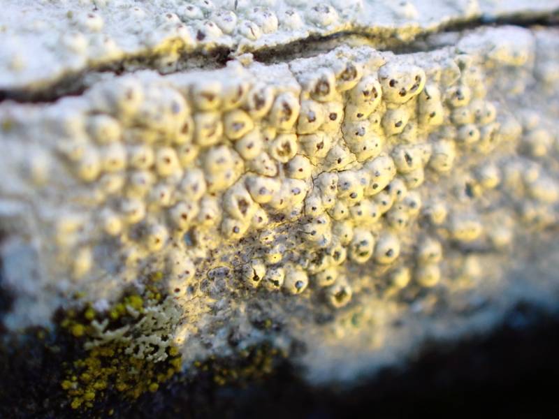 Little Knob Lichen (Pertusaria pustulata): Showing UV+ Yellow reaction