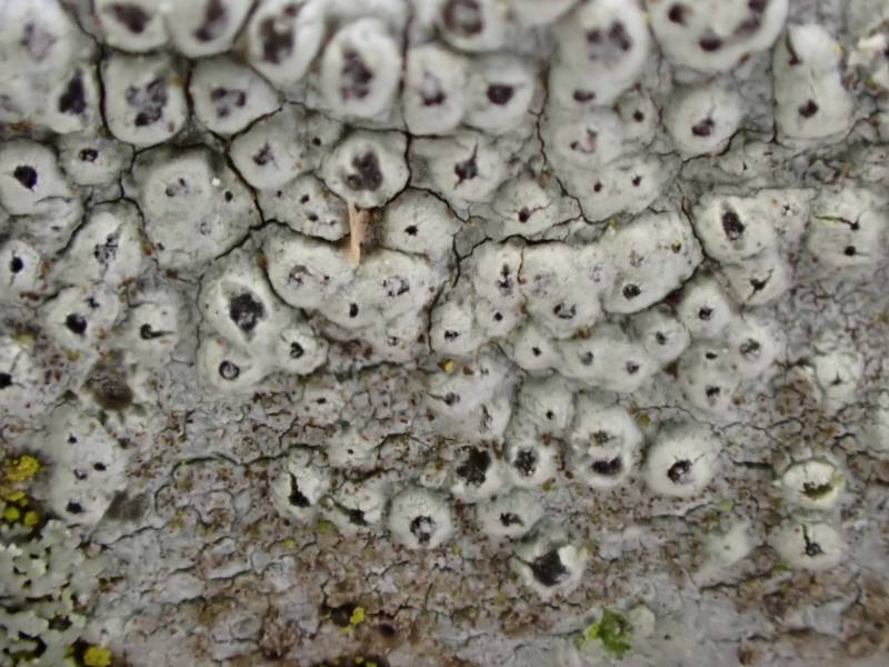 Little Knob Lichen (Pertusaria pustulata): Close-up of 'wart-like' apothecia
