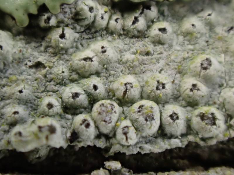 Little Knob Lichen (Pertusaria pustulata): Close-up of 'wart-like' apothecia