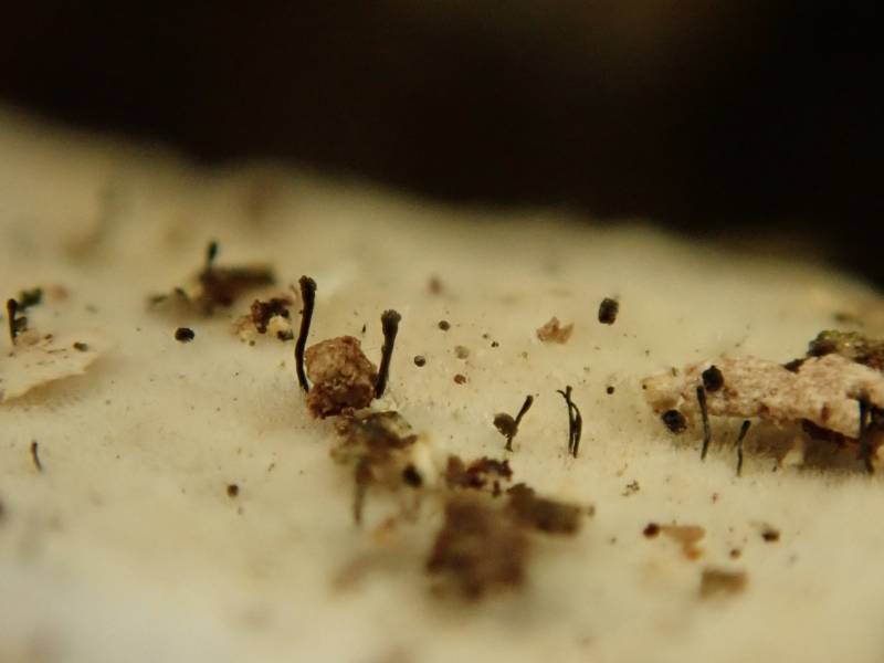 Polypore Club Lichen (Phaeocalicium polyporaeum)