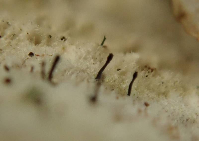 Polypore Club Lichen (Phaeocalicium polyporaeum)