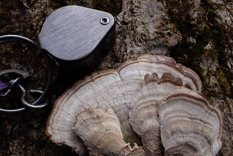 Polypore Club Lichen (Phaeocalicium polyporaeum)