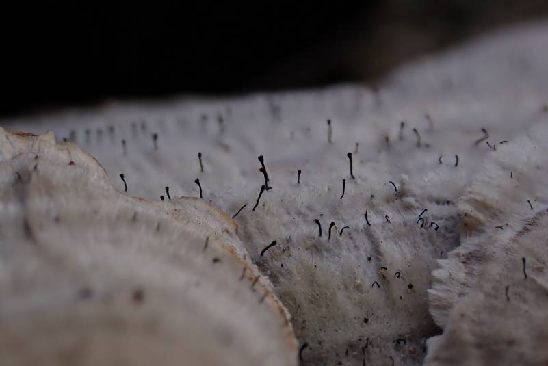 Polypore Club Lichen (Phaeocalicium polyporaeum)