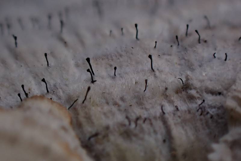 Polypore Club Lichen (Phaeocalicium polyporaeum)