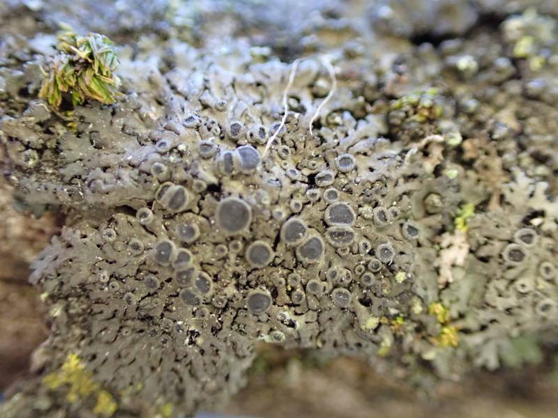 Ciliate Wreath Lichen (Phaeophyscia ciliata): Habit