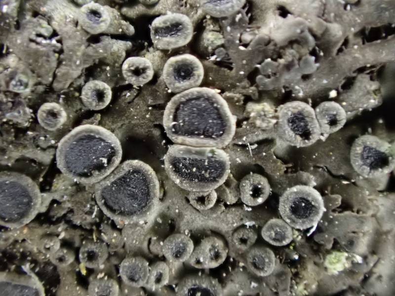 Ciliate Wreath Lichen (Phaeophyscia ciliata): Close-up of apothecia