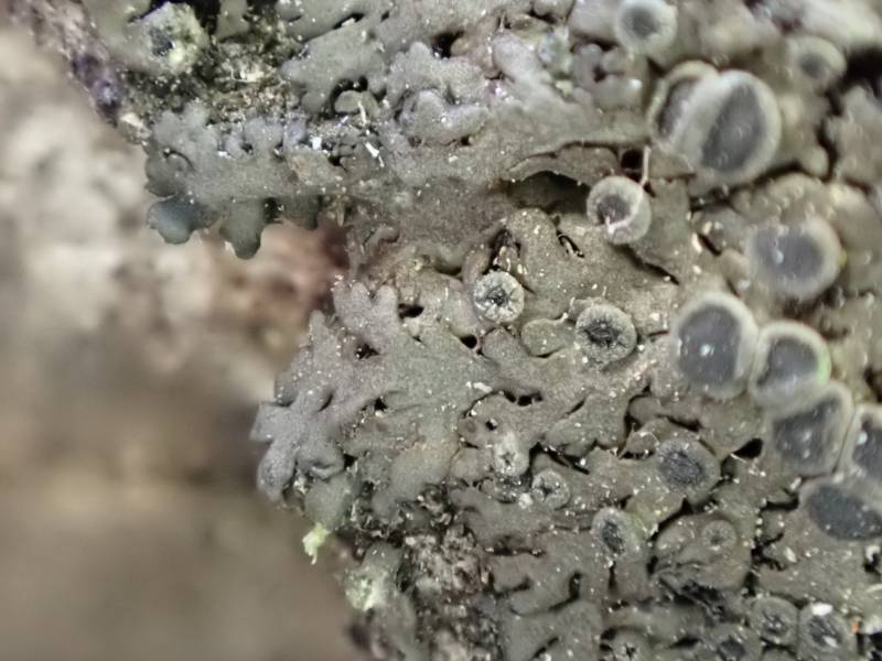 Ciliate Wreath Lichen (Phaeophyscia ciliata): Close-up of edge of thallus