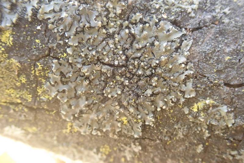 Tiny Blister Lichen (Phaeophyscia pusilloides)