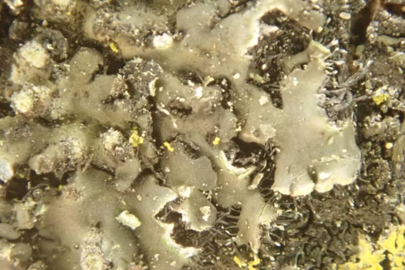 Tiny Blister Lichen (Phaeophyscia pusilloides)