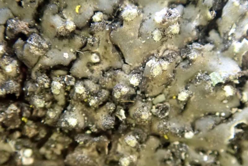 Tiny Blister Lichen (Phaeophyscia pusilloides)