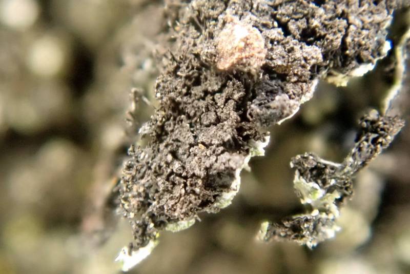 Tiny Blister Lichen (Phaeophyscia pusilloides): underside of thallus