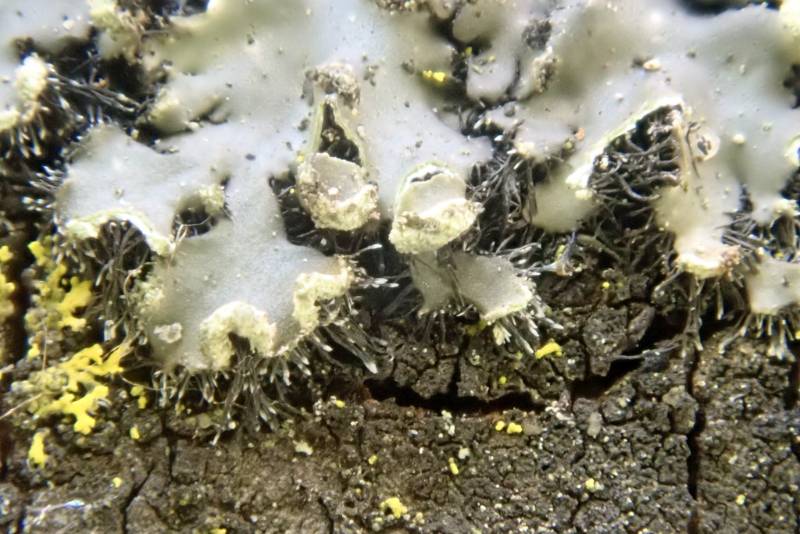 Tiny Blister Lichen (Phaeophyscia pusilloides)