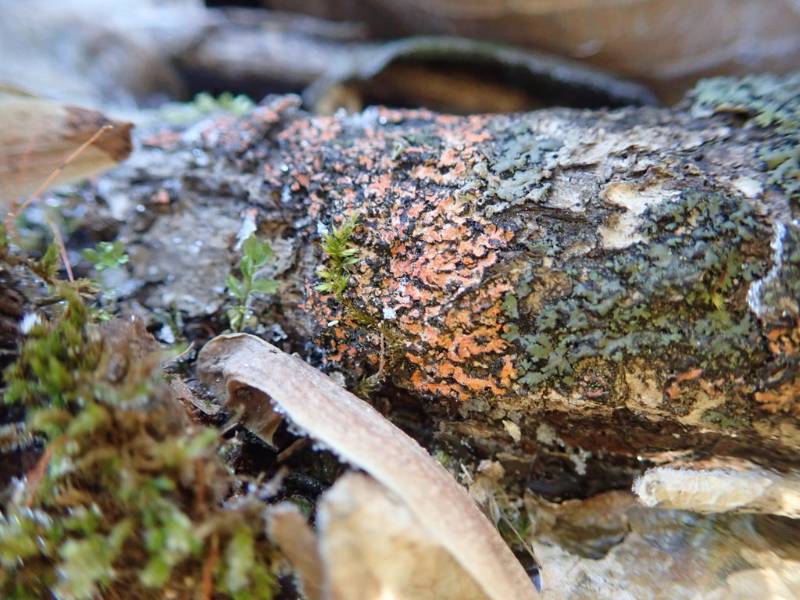 Orange-cored Shadow Lichen (Phaeophyscia rubropulchra)