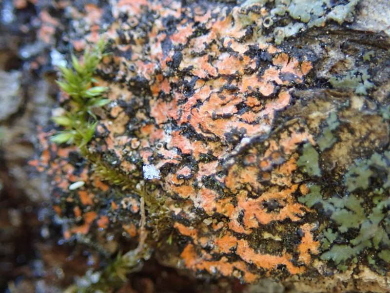 Orange-cored Shadow Lichen (Phaeophyscia rubropulchra)